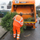 ein Mann hebt einen Tannenbaum in einen Müllwagen