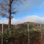 Bild der Radweg-Deponie. Zu sehen ist ein großer Baum hinter einem Zaun