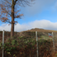 Bild der Radweg-Deponie. Zu sehen ist ein großer Baum hinter einem Zaun