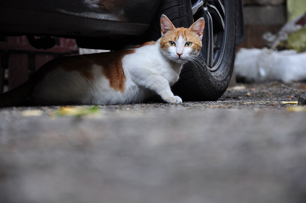 Orange-weiße Katze guckt unter einem Auto hervor
