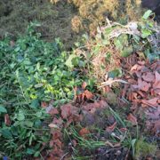 Grünschnitt im Wald