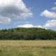 Eine Grüne Wiese mit einem Wald im Hintergrund, der Himmel ist blau und leicht bewölkt