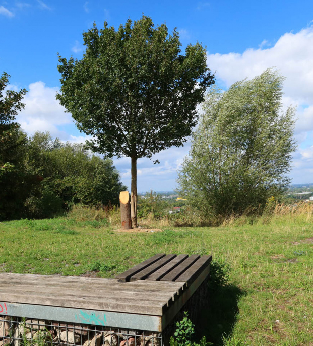 Eine Holzbank mit Bäumen im Hintergrund